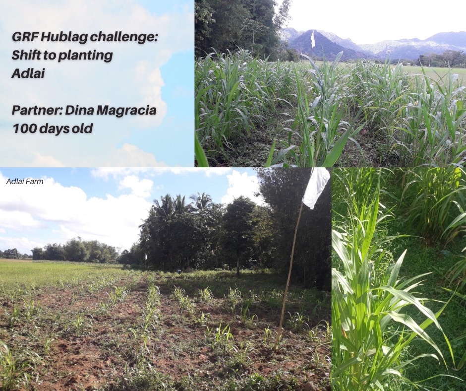 GRF Hublag Challenge: Shifting From Rice/Corn toAdlai
